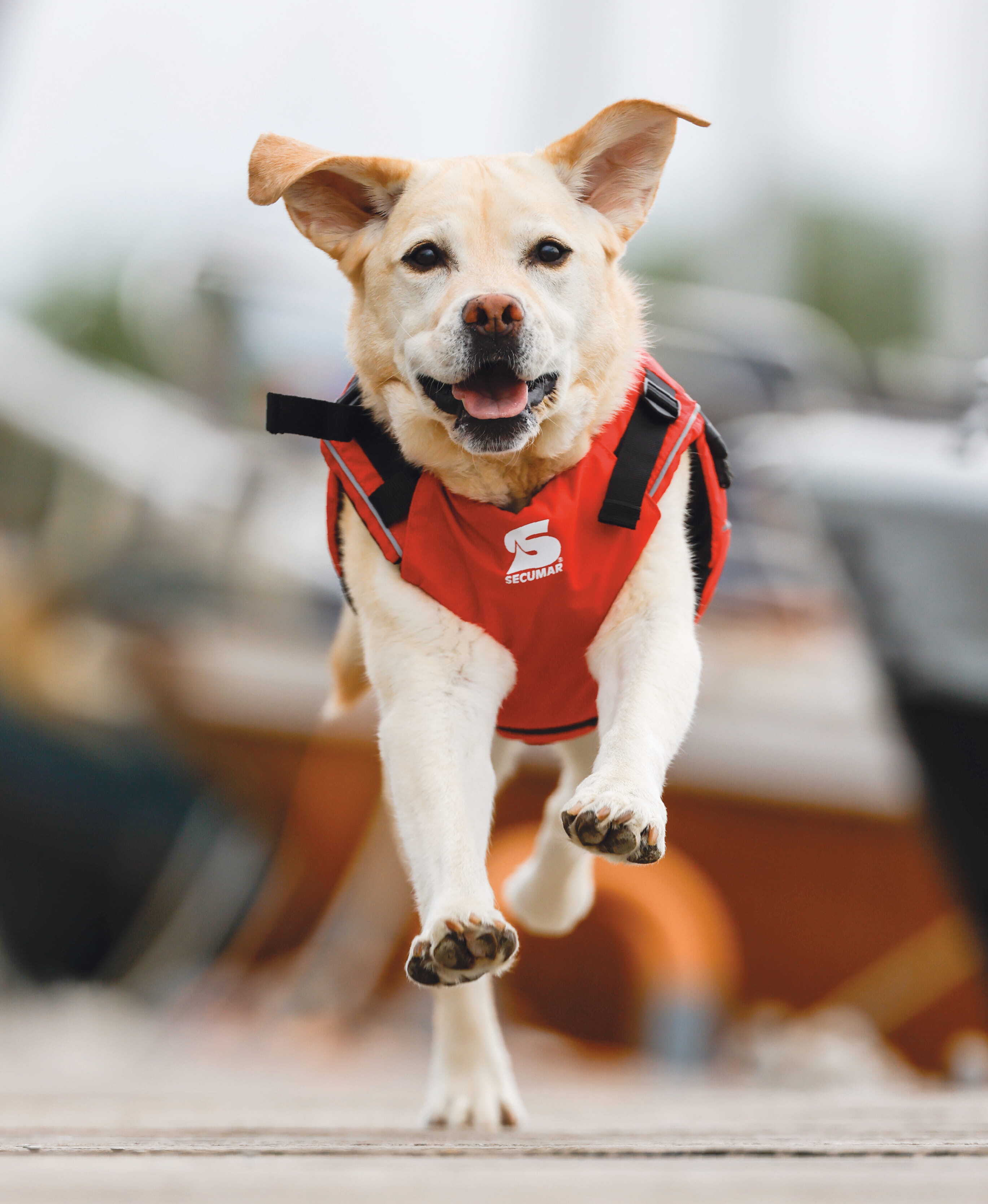 Secumar SECUDOGS Hundeschwimmwesten XL